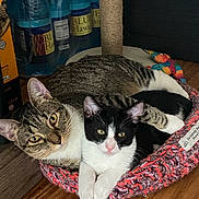 Stinky And Shorty is registered to the contest to win money with this photo: animal, black_and_white_cat, cat, closeup, companions, cozy, curious, cute, domestic, feline, indoor, knitted_basket, pets, playful, resting, scratching_post, snuggling, tabby_cat, water_bottles, wooden_floor
