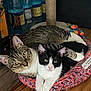 animal, black_and_white_cat, cat, closeup, companions, cozy, curious, cute, domestic, feline, indoor, knitted_basket, pets, playful, resting, scratching_post, snuggling, tabby_cat, water_bottles, wooden_floor
