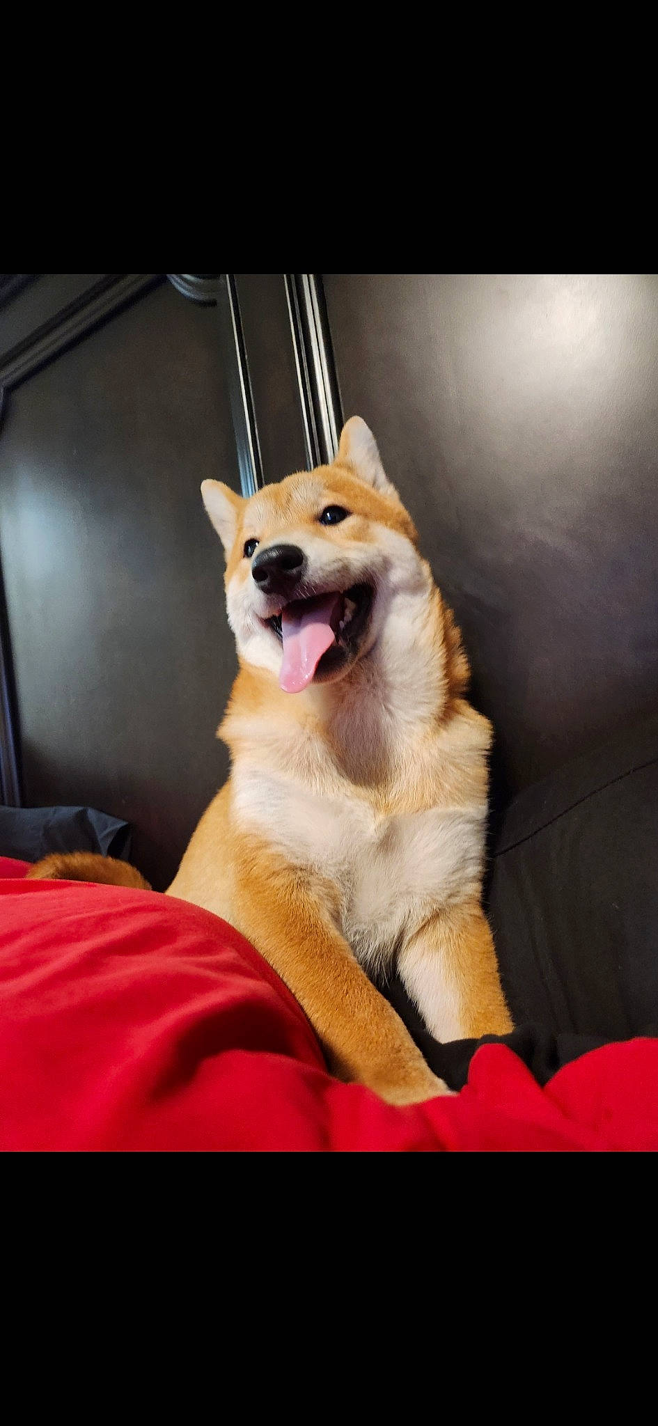 Winchester joined the competition — help win amazing prizes! ancient_dog_breeds, carnivore, collar, companion_dog, dog, dog_breed, dog_collar, dog_supply, fang, fawn, fur, non_sporting_group, paw, snout, spitz, whiskers, window, working_dog