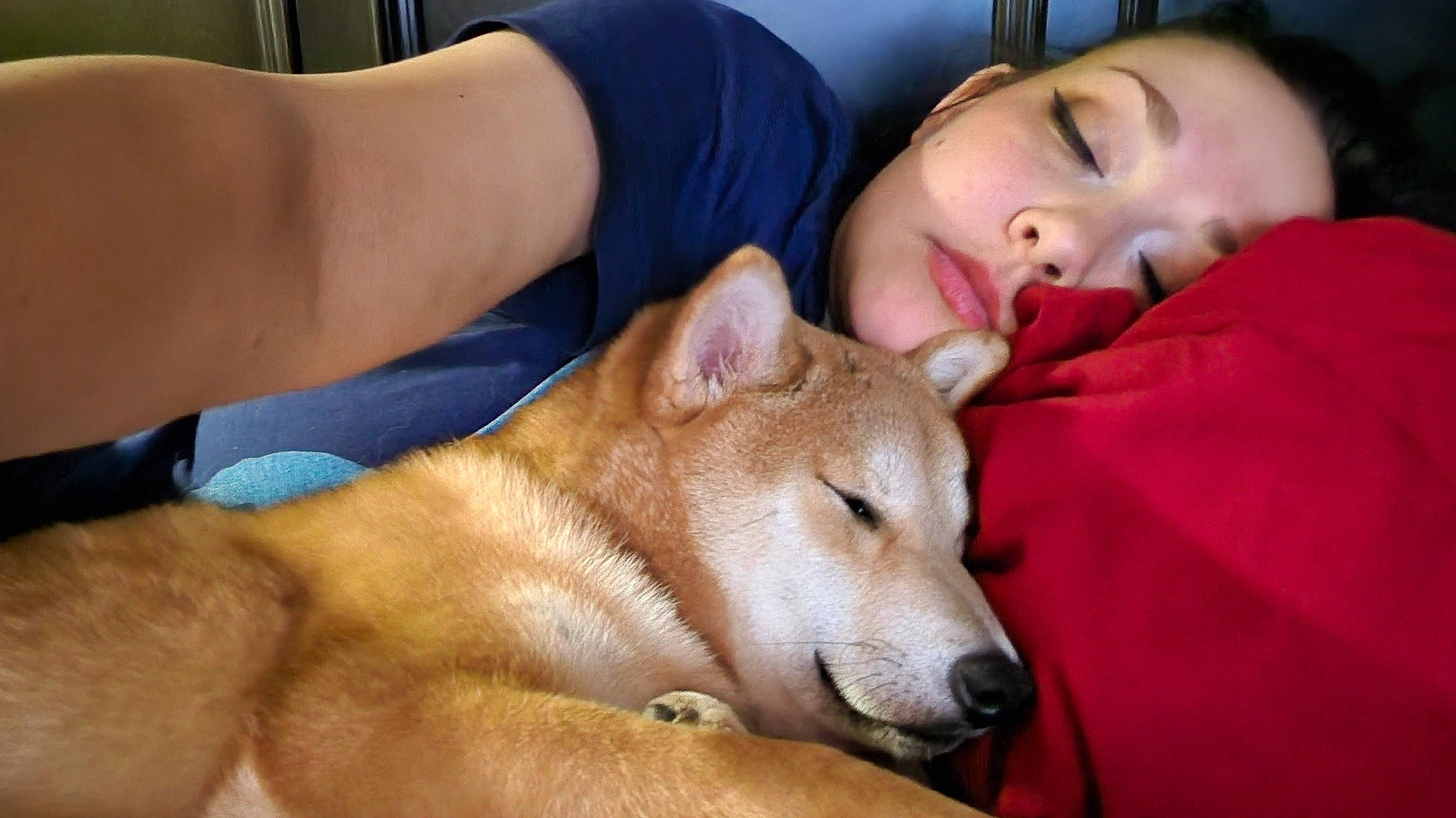 Winchester is registered to the contest to win money with this photo: ancient_dog_breeds, canidae, canis, carnivore, comfort, companion_dog, dingo, dog, dog_breed, fawn, fur, happy, nap, non_sporting_group, sleep, snout, spitz, sporting_group, whiskers, working_animal