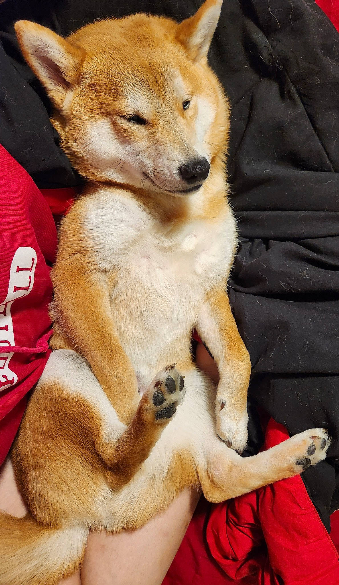 Winchester is registered to the contest to win money with this photo: ancient_dog_breeds, canidae, carnivore, comfort, companion_dog, dog, dog_breed, dog_supply, fawn, fur, non_sporting_group, paw, snout, sporting_group, tail, terrestrial_animal, whiskers, wildlife, working_animal