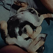 Winston joined the competition — help win amazing prizes! puppy, dog, sleeping, curled_up, indoors, blanket, human_leg, paw, fur, resting, cute, pet, cozy, black_and_tan, relaxing, animal, companion, home, soft_surface, laying_down