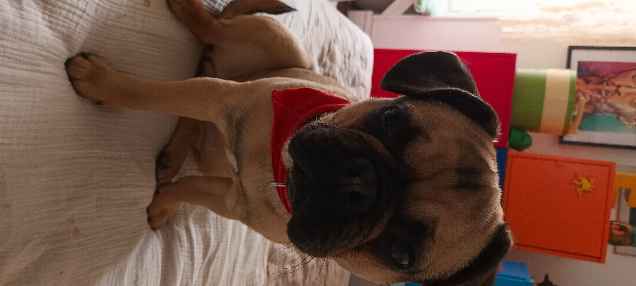 Billie Jean participe au concours pour gagner de l'argent avec cette photo : abdomen, canidae, carnivore, chest, comfort, companion_dog, dog, dog_breed, ear, elbow, fawn, flooring, fur, human_leg, snout, sporting_group, thigh, whiskers, working_animal, wrinkle