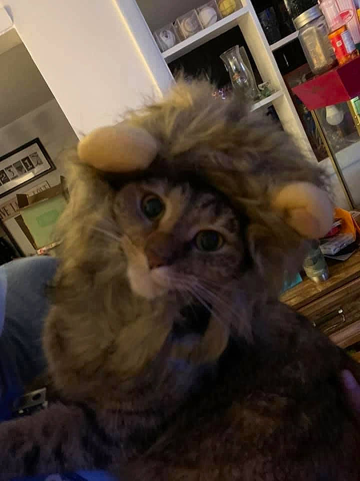 Arya joined the competition — help win amazing prizes! beak, bird, bird_of_prey, cat, claw, eyewear, falconiformes, feather, felidae, fur, hat, owl, personal_protective_equipment, picture_frame, ratite, shelf, small_to_medium_sized_cats, terrestrial_animal, whiskers, wing