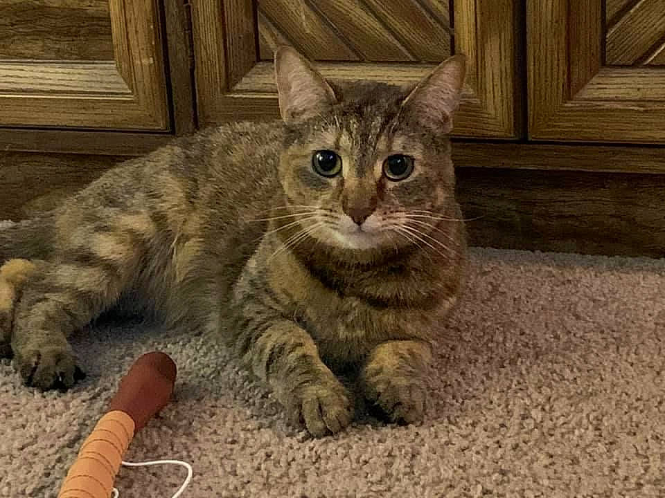 Arya joined the competition — help win amazing prizes! carnivore, cat, claw, domestic_short_haired_cat, fawn, felidae, flooring, fur, paw, sitting, small_to_medium_sized_cats, snout, soil, tail, terrestrial_animal, whiskers, wildlife, wood