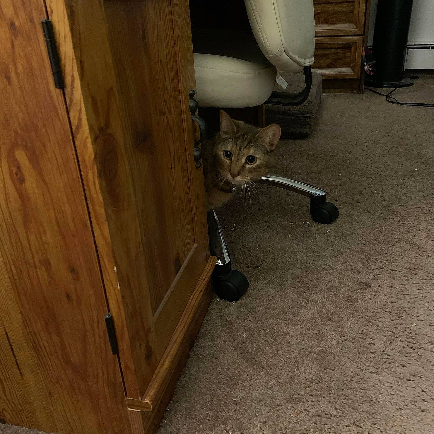 Arya is registered to the contest to win money with this photo: automotive_lighting, automotive_tire, carnivore, cat, domestic_short_haired_cat, felidae, fender, floor, flooring, hardwood, metal, plumbing_fixture, rim, small_to_medium_sized_cats, tail, tire, vehicle_door, wheel, whiskers, wood