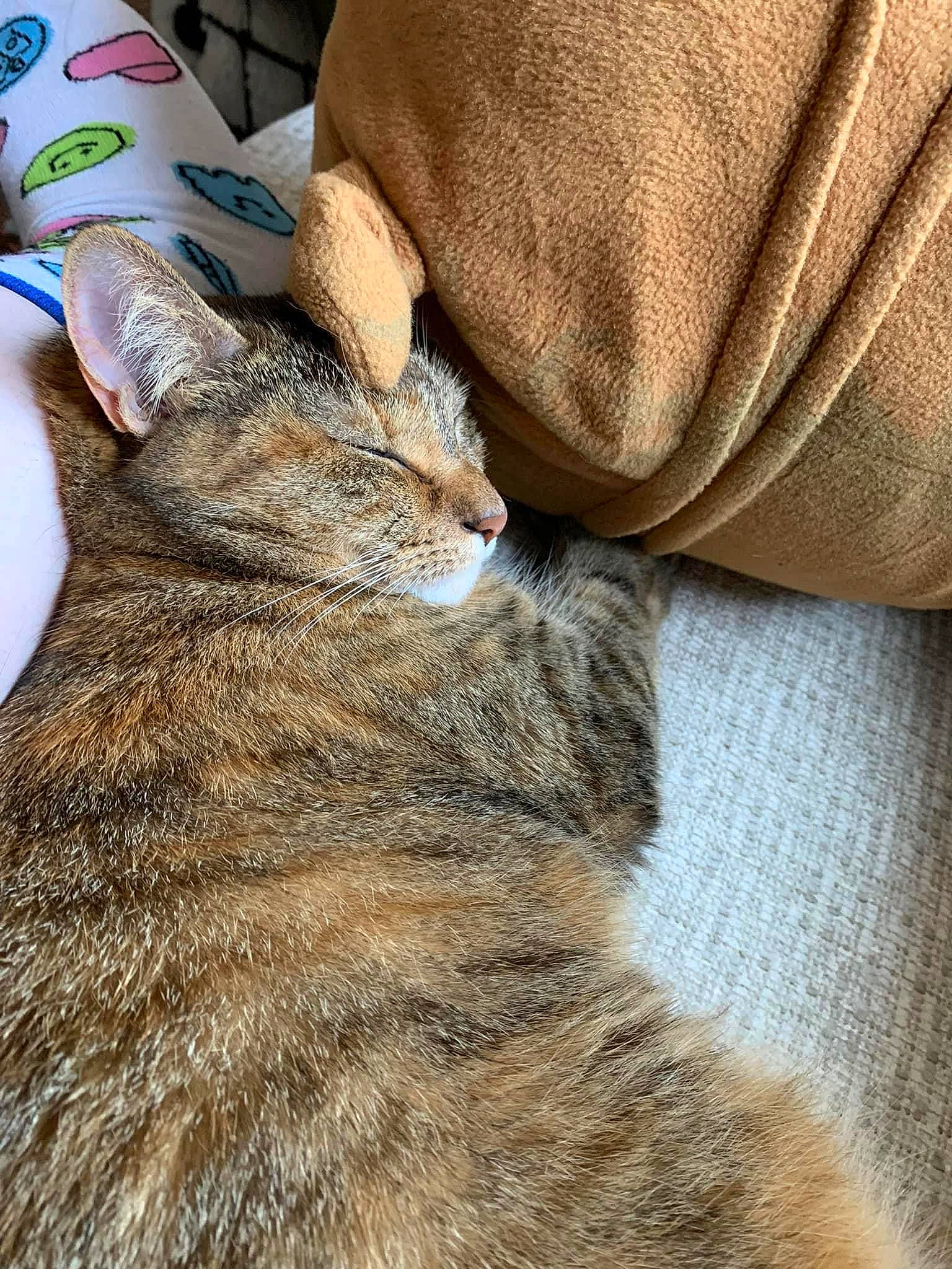 Arya joined the competition — help win amazing prizes! carnivore, cat, claw, close_up, comfort, domestic_short_haired_cat, fawn, felidae, fur, linens, mammal, nail, paw, small_to_medium_sized_cats, snout, terrestrial_animal, whiskers, wildlife