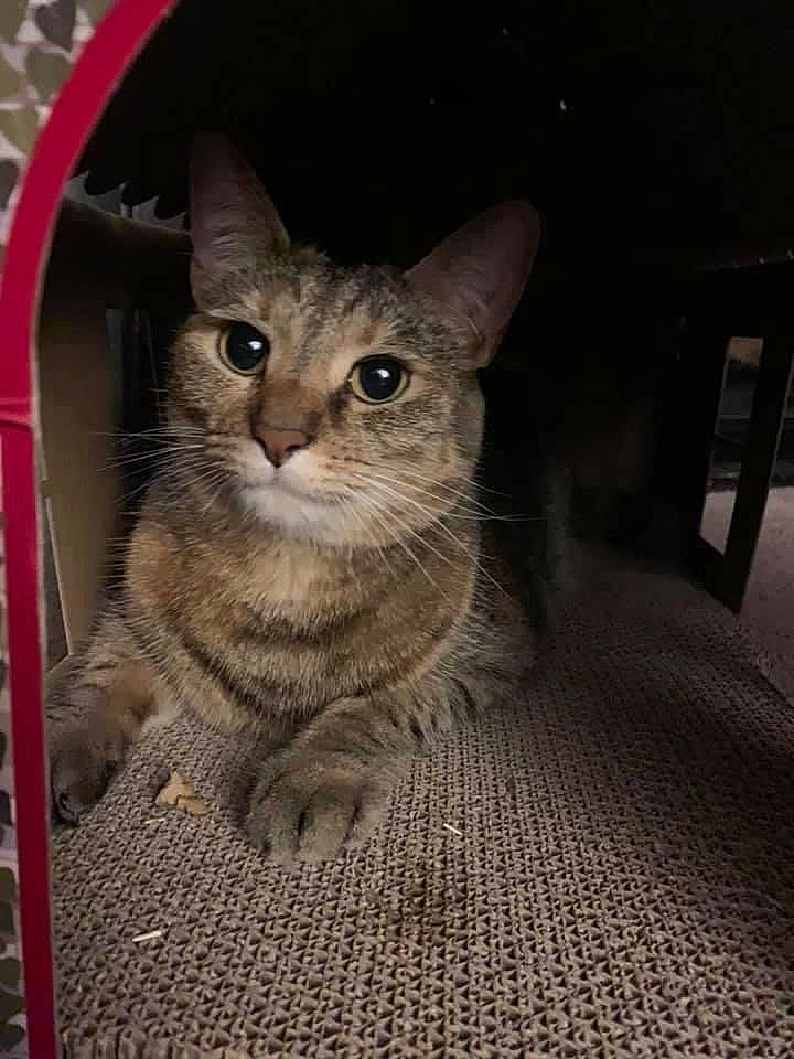 Arya is registered to the contest to win money with this photo: carnivore, cat, cat_supply, curious, domestic_short_haired_cat, door, felidae, flooring, fur, paw, small_to_medium_sized_cats, snout, tail, terrestrial_animal, whiskers