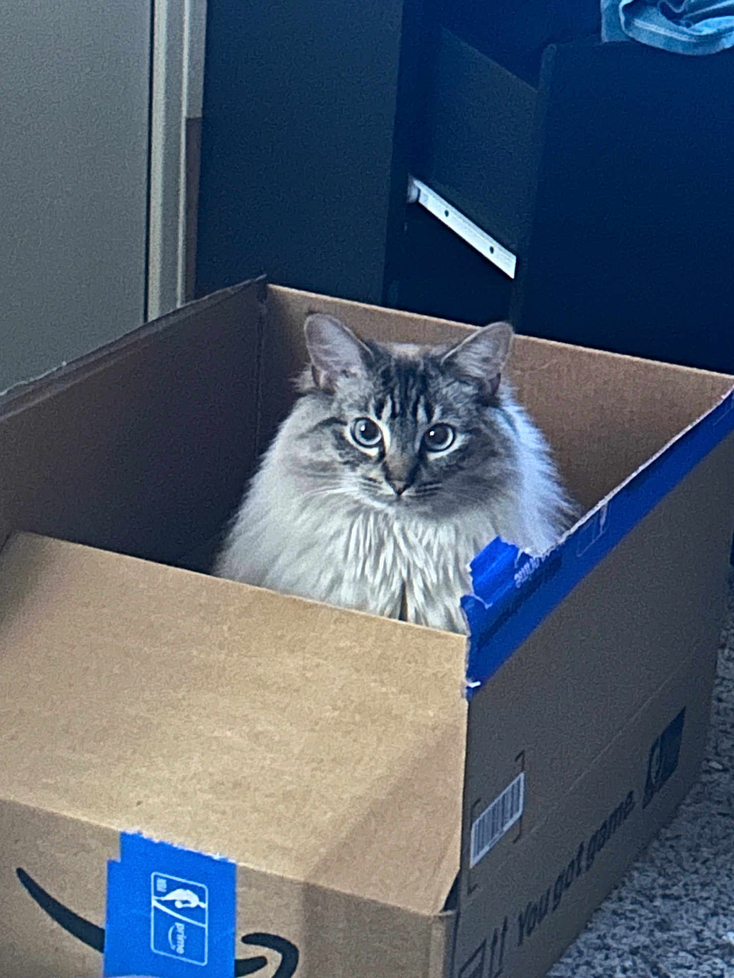 Sugar is registered to the contest to win money with this photo: cat, box, cardboard, fluffy, long_hair, eyes, whiskers, pet, indoor, carpet, doorway, furniture, tape, sitting, curious, portrait, feline, domestic_cat, cozy, packaging