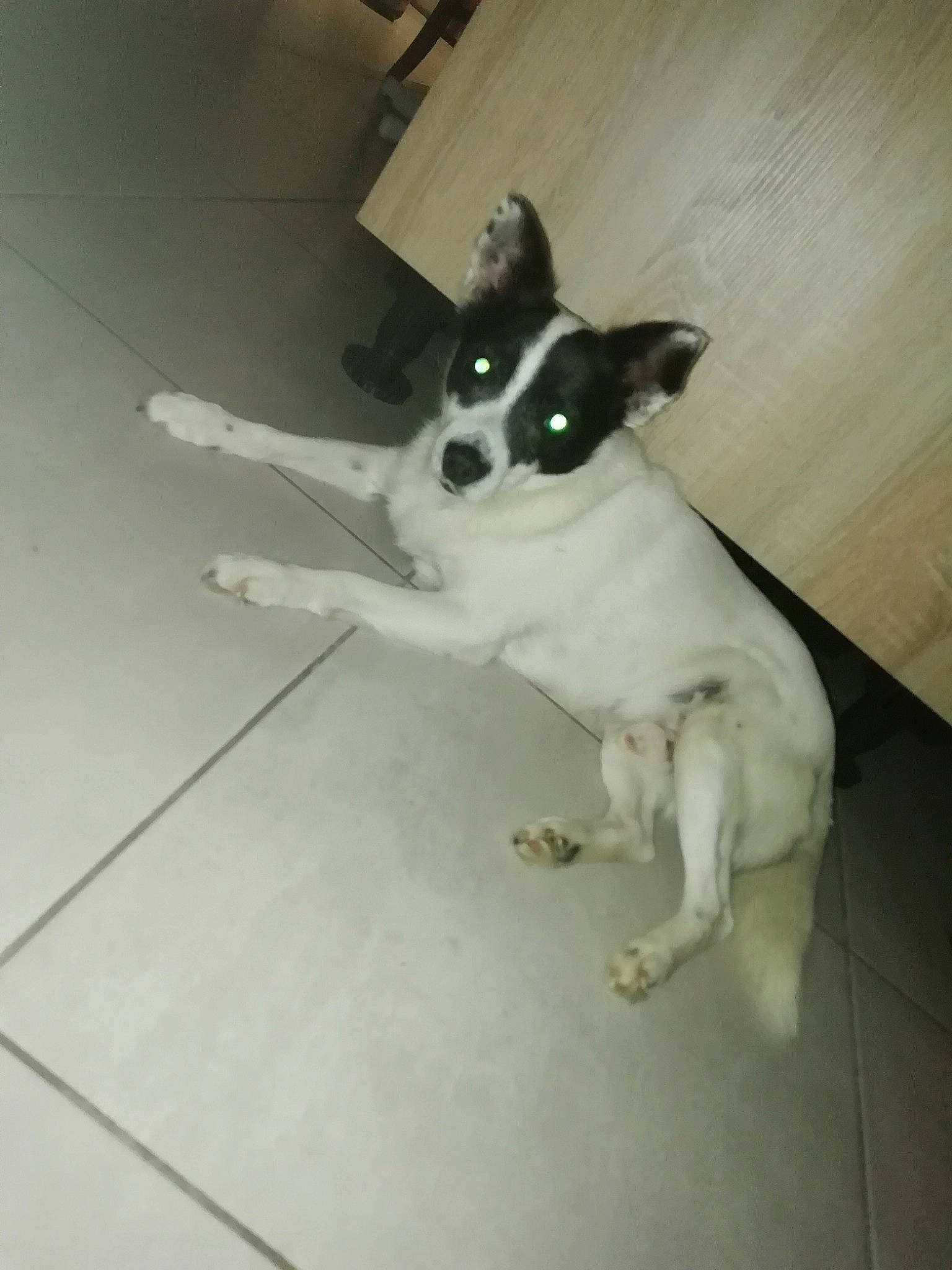 Max participe au concours pour gagner de l'argent avec cette photo : canidae, carnivore, chihuahua, companion_dog, dog, dog_breed, feist, floor, mammal, miniature_fox_terrier, non_sporting_group, puppy, rat_terrier, ratonero_bodeguero_andaluz, smooth_fox_terrier, teddy_roosevelt_terrier, tenterfield_terrier, toy_dog, toy_fox_terrier, vertebrate