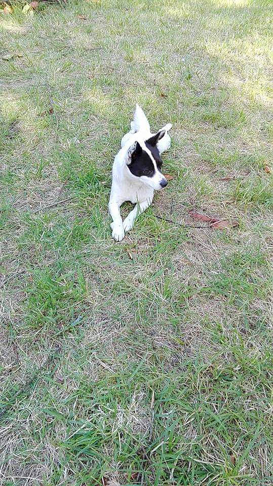 Max a rejoint le concours — aidez-le/la à gagner de superbes lots ! canidae, carnivore, danish_swedish_farmdog, dog, dog_breed, fox_terrier, grass, jack_russell_terrier, mammal, non_sporting_group, pointer, rat_terrier, ratonero_bodeguero_andaluz, smooth_fox_terrier, sporting_group, tail, teddy_roosevelt_terrier, terrier, toy_fox_terrier, treeing_feist