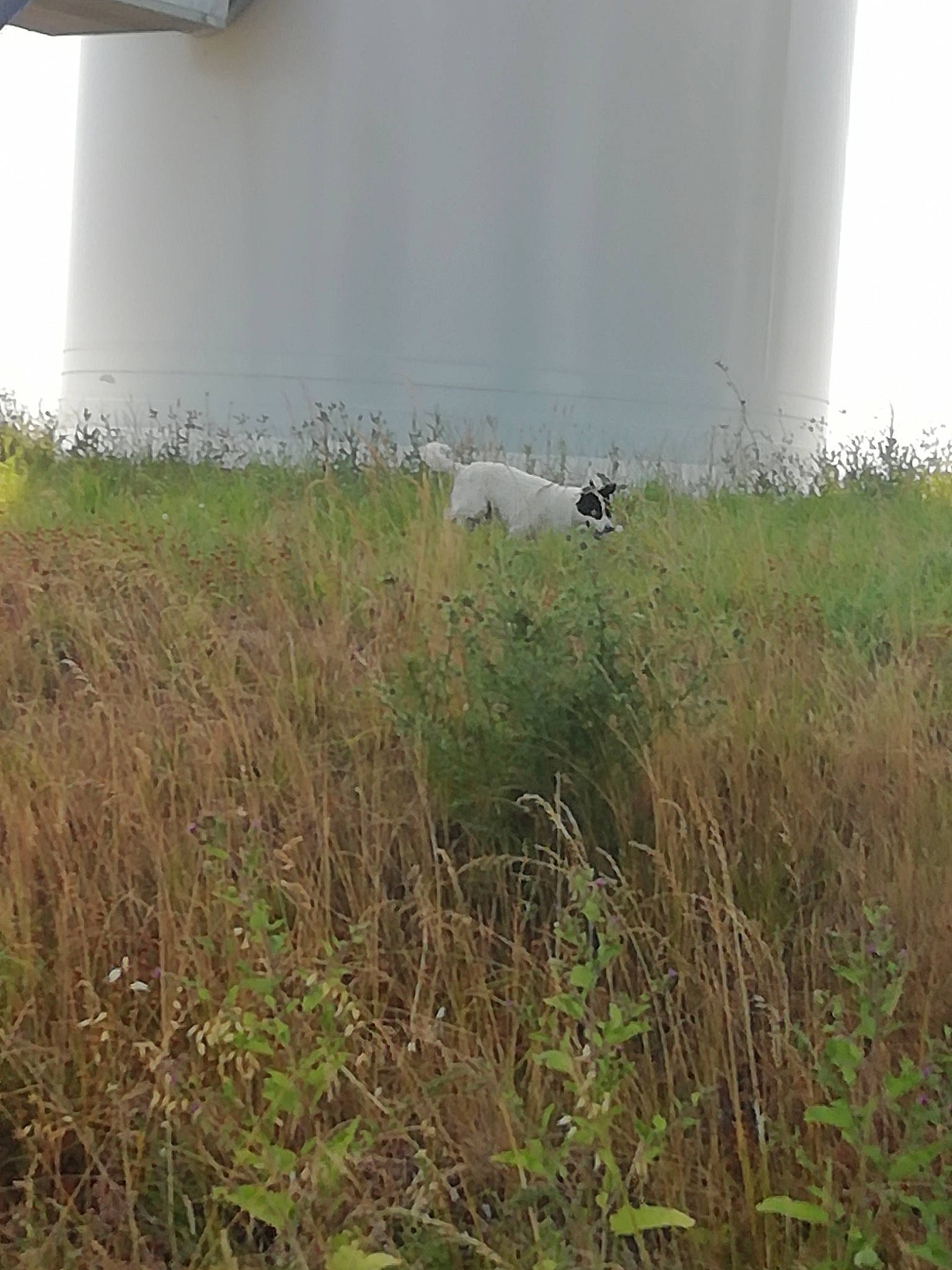 Max a rejoint le concours — aidez-le/la à gagner de superbes lots ! grass, grass_family, grassland, land_lot, meadow, pasture, plant, plant_community, prairie, wildlife