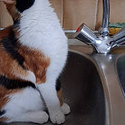 Ava participe au concours pour gagner de l'argent avec cette photo : cat, calico_cat, sink, kitchen, faucet, tiles, curious, pet, animal, domestic, white, orange, black, water, drain, countertop, indoor, feline, household, clean