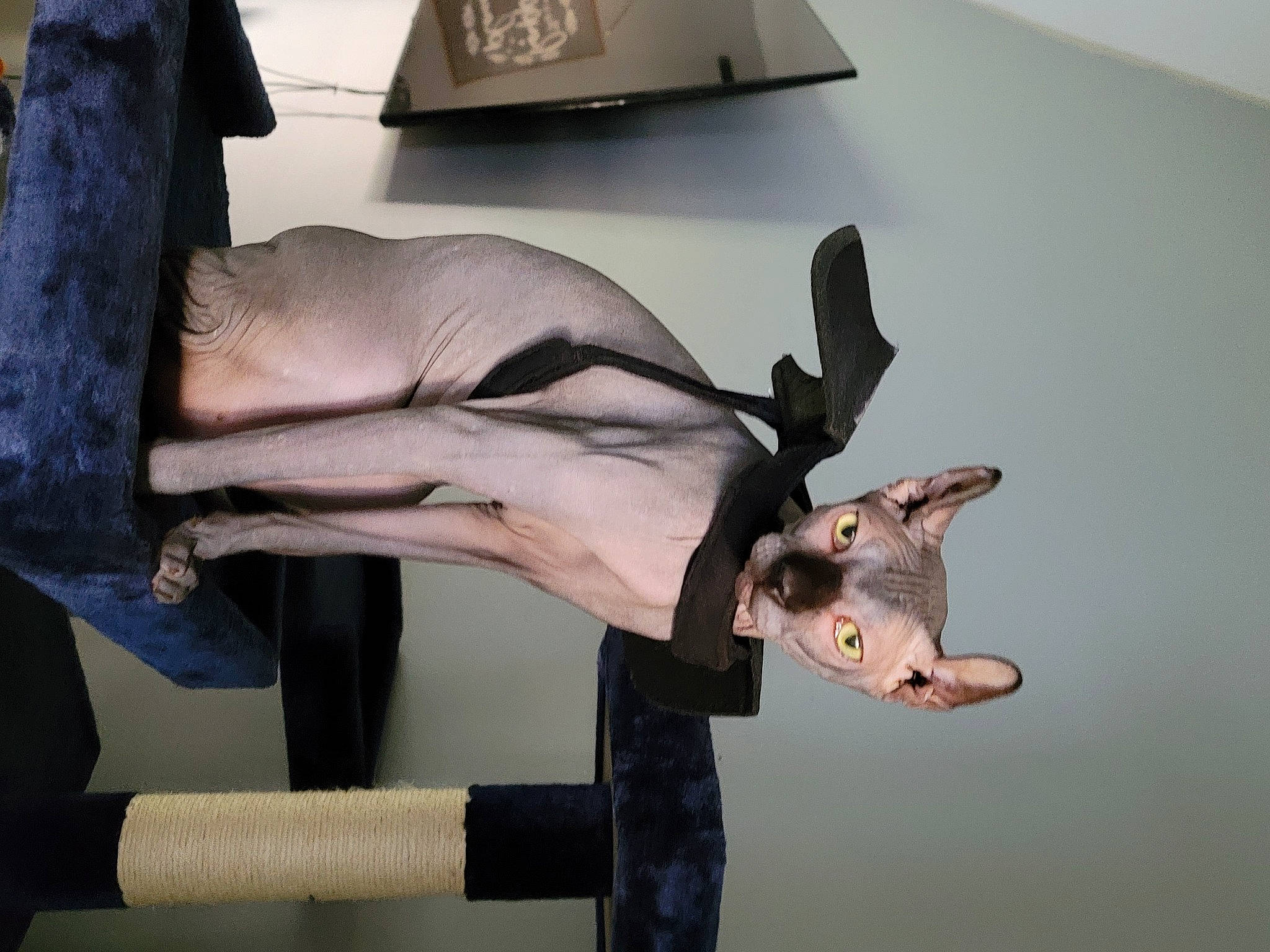 Griffin joined the competition — help win amazing prizes! antler, art, deer, elbow, fashion_accessory, fashion_design, fawn, finger, gesture, giraffe, horn, human_leg, joint, knee, nail, paper, visual_arts, wing, wood, wrist