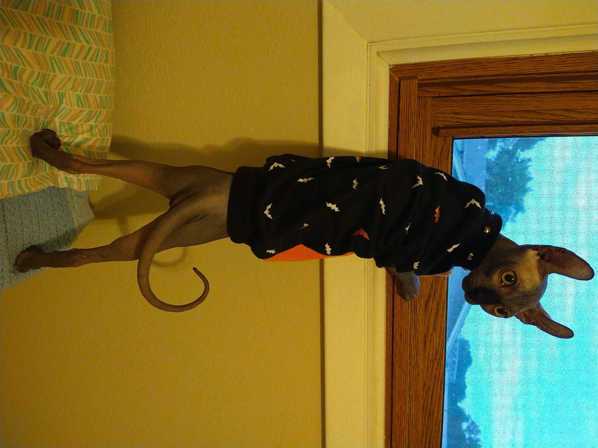 Griffin joined the competition — help win amazing prizes! balance, cable, ceiling, door, door_handle, elbow, electric_blue, fish, gesture, hardwood, home_door, human_leg, knee, plaster, room, smile, tail, thigh, window, wood