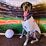 dog, great_dane, sports_jersey, baseball, inflatable_ball, bow_tie, indoor, couch, pet, portrait, fan, team_spirit, smiling, tongue_out, background, stadium_backdrop, green, orange, white, brown
