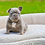 Aïka a rejoint le concours — aidez-le/la à gagner de superbes lots ! adorable, animal, bed, blue_eyes, cozy, cute, dog, ears, french_bulldog, fur, green_background, outdoor, pet, portrait, puppy, sitting, small, snout, texture, young
