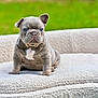 adorable, animal, bed, blue_eyes, cozy, cute, dog, ears, french_bulldog, fur, green_background, outdoor, pet, portrait, puppy, sitting, small, snout, texture, young