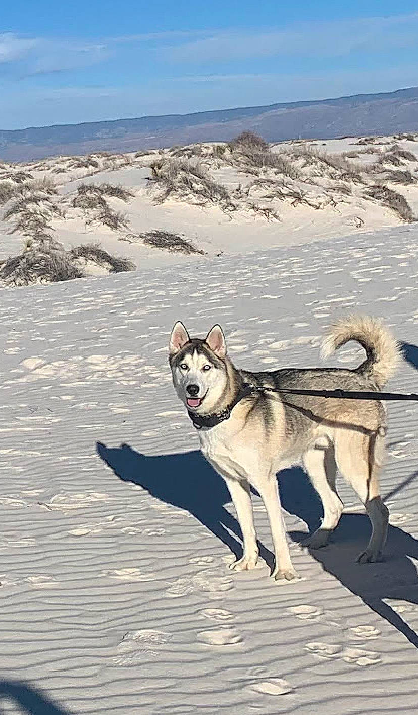 Kato joined the competition — help win amazing prizes! canidae, canis, carnivore, cloud, dog, dog_breed, fawn, freezing, landscape, leash, recreation, siberian_husky, sky, sled_dog, snow, sporting_group, wildlife, winter, wolf, working_animal