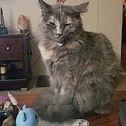 Foxy joined the competition — help win amazing prizes! cat, gray_cat, feline, fluffy, pet, indoor, table, toy, blue_toy, lace_cloth, decor, furniture, living_room, wall_sticker, american_flag, eagle, sleepy, domestic, animal, household