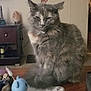 cat, gray_cat, feline, fluffy, pet, indoor, table, toy, blue_toy, lace_cloth, decor, furniture, living_room, wall_sticker, american_flag, eagle, sleepy, domestic, animal, household