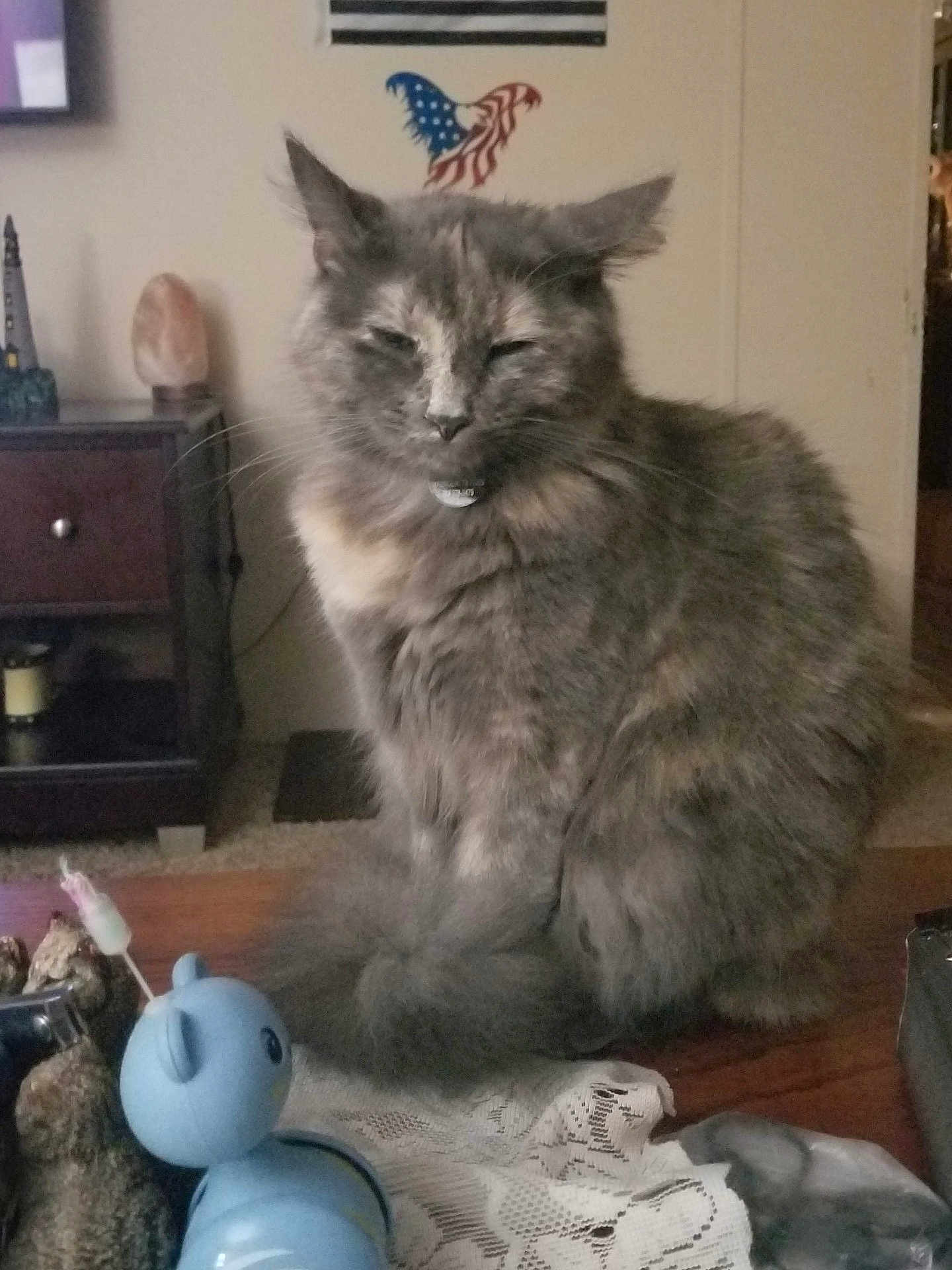 Foxy joined the competition — help win amazing prizes! cat, gray_cat, feline, fluffy, pet, indoor, table, toy, blue_toy, lace_cloth, decor, furniture, living_room, wall_sticker, american_flag, eagle, sleepy, domestic, animal, household