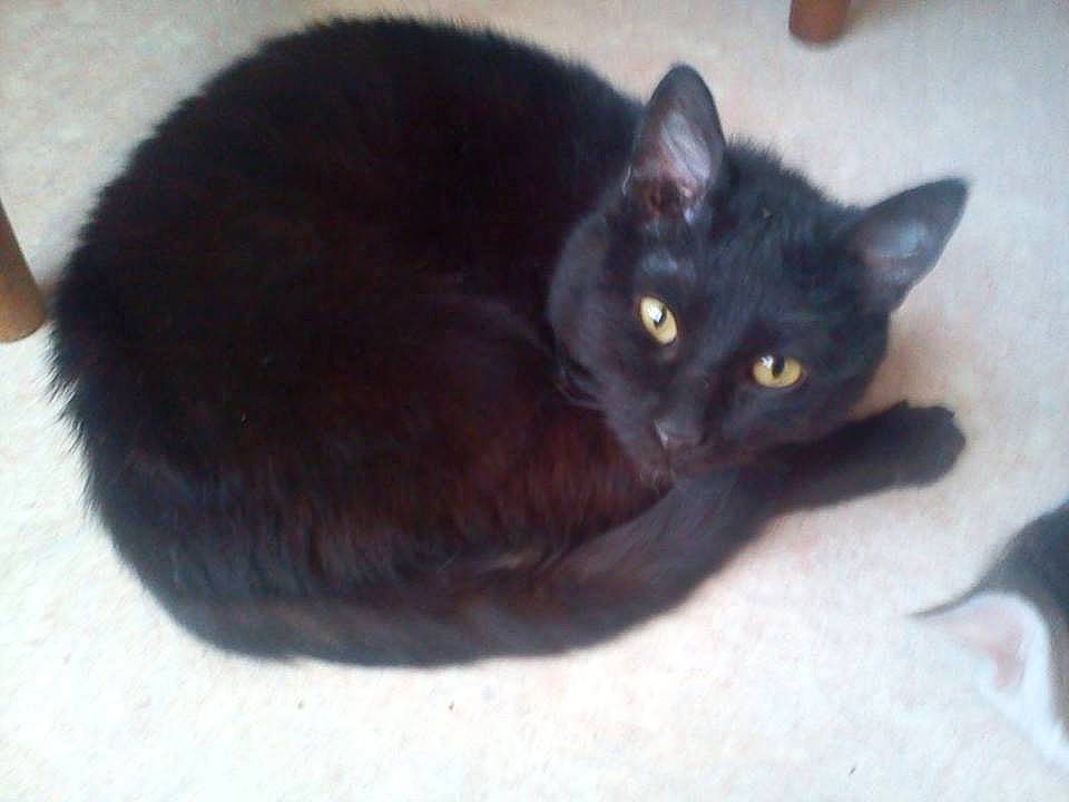 Demon participe au concours pour gagner de l'argent avec cette photo : asian, black_cat, bombay, burmese, carnivore, cat, domestic_short_haired_cat, eye, felidae, german_rex, havana_brown, javanese, kitten, korat, mammal, polydactyl_cat, small_to_medium_sized_cats, snout, vertebrate, whiskers