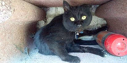 Demon participe au concours pour gagner de l'argent avec cette photo : black_cat, bombay, carnivore, cat, chartreux, claw, domestic_short_haired_cat, european_shorthair, felidae, german_rex, kitten, korat, mammal, nebelung, polydactyl_cat, russian_blue, small_to_medium_sized_cats, tail, vertebrate, whiskers