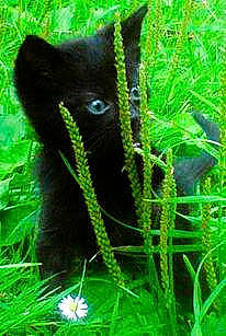 Demon a rejoint le concours — aidez-le/la à gagner de superbes lots ! black_cat, fern, grass, organism, plant, terrestrial_animal, terrestrial_plant, vascular_plant