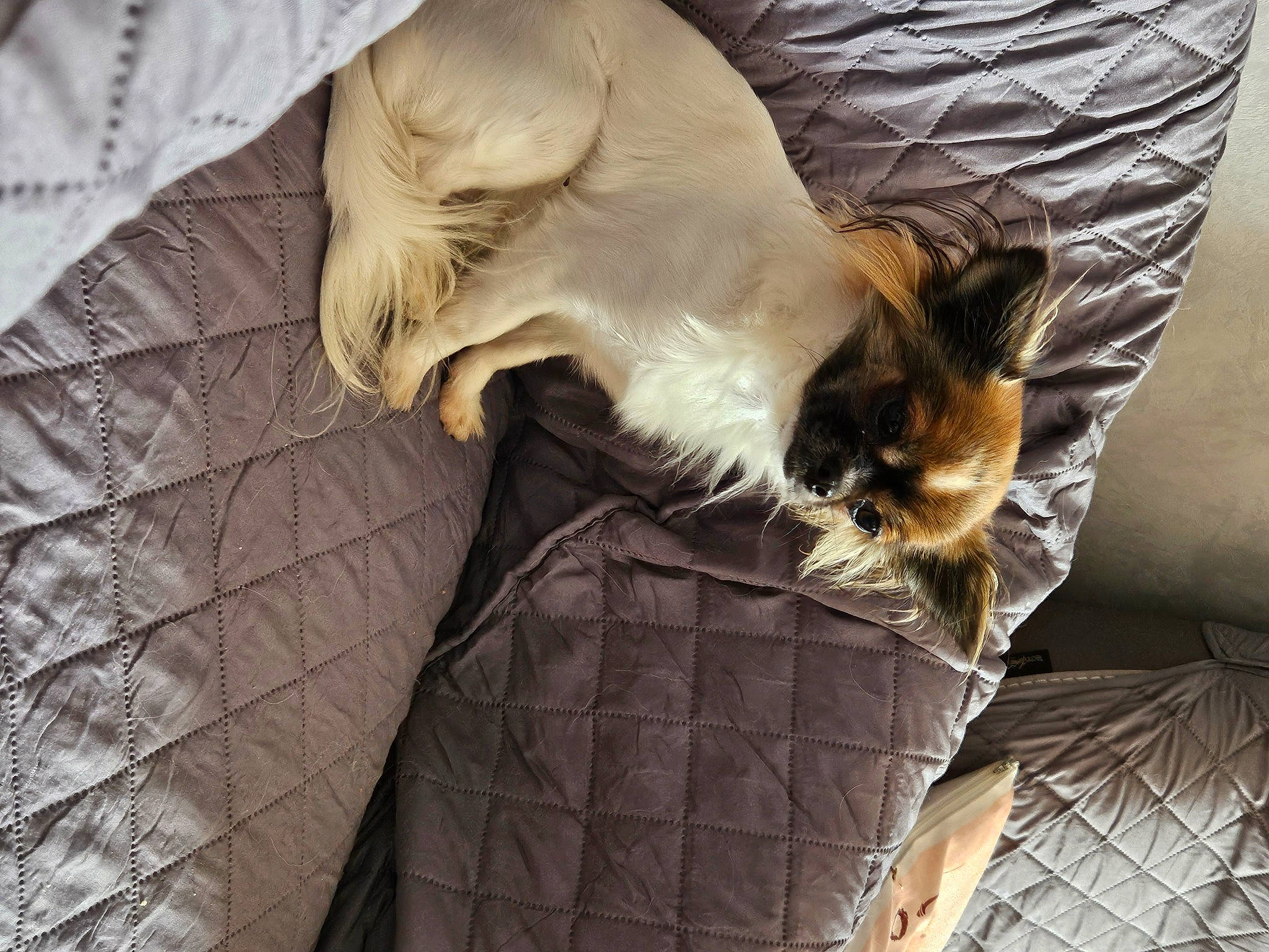 Tylia a rejoint le concours — aidez-le/la à gagner de superbes lots ! canidae, carnivore, cat, cat_supply, comfort, companion_dog, dog_breed, fawn, felidae, fur, grey, linens, nap, siamese, small_to_medium_sized_cats, snout, sporting_group, tail, whiskers, wood