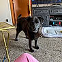 dog, black_dog, carpet, dog_bed, toy, living_room, furniture, table, cabinet, electronics, door, person, pants, pet, indoor, floor, curious, alert, home, cozy
