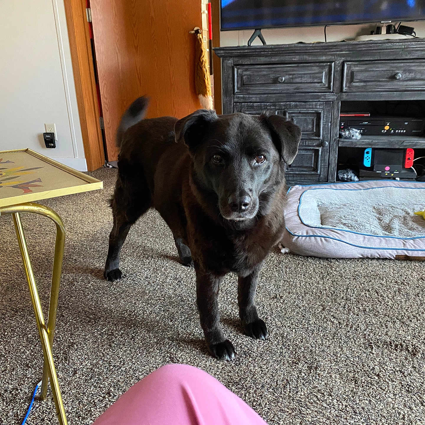 Dehlila is registered to the contest to win money with this photo: alert, black_dog, cabinet, carpet, cozy, curious, dog, dog_bed, door, electronics, floor, furniture, home, indoor, living_room, pants, person, pet, table, toy