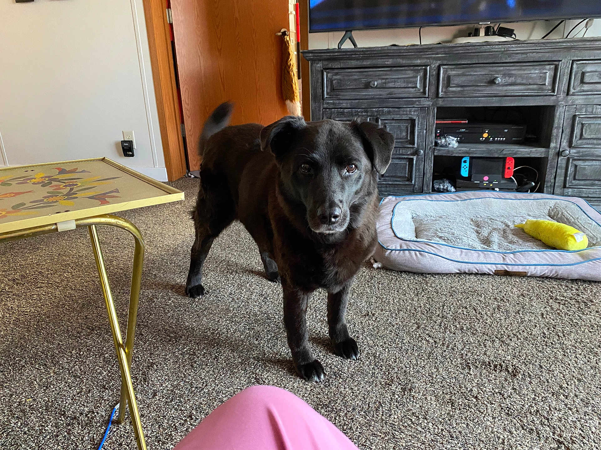Dehlila is registered to the contest to win money with this photo: dog, black_dog, carpet, dog_bed, toy, living_room, furniture, table, cabinet, electronics, door, person, pants, pet, indoor, floor, curious, alert, home, cozy