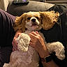 animal, books, cavalier_king_charles_spaniel, comfort, companion, couch, cozy, cute, dog, fur, furniture, hand, indoor, living_room, person, pet, relaxed, remote_control, resting, watch