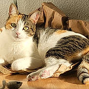 Luna participe au concours pour gagner de l'argent avec cette photo : cat, calico_cat, indoor, paper_bag, toy_mouse, sunlight, floor, relaxed, pet, feline, whiskers, paws, tail, striped, white_fur, orange_fur, green_eyes, curious, cozy, domestic_animal