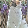 cat, animal, pet, feline, fur, white_fur, brown_fur, orange_fur, sitting, side_view, outdoor, flowers, purple_flowers, plants, bamboo_fence, green_surface, nature, calm, peaceful, looking_away
