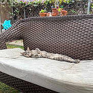 Punky joined the competition — help win amazing prizes! cat, bench, wicker, cushion, outdoor, garden, plant, flower, relaxed, pet, animal, grass, fence, potted_plant, daylight, resting, cute, fur, nature, leisure
