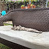 cat, bench, wicker, cushion, outdoor, garden, plant, flower, relaxed, pet, animal, grass, fence, potted_plant, daylight, resting, cute, fur, nature, leisure