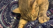 Punky is registered to the contest to win money with this photo: cat, sleeping, feline, blanket, patterned_blanket, cozy, relaxation, fur, paw, indoor, resting, cute, animal, pet, soft_texture, warm_lighting, comfort, peaceful, tabby, closeup