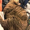Punky joined the competition — help win amazing prizes! cat, tabby_cat, sleeping, curling, pet, feline, fur, striped, indoor, human_arm, jeans, remote_control, glasses, bed, blanket, cozy, resting, closeup, comfort, relaxation