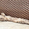 Punky is registered to the contest to win money with this photo: cat, animal, pet, relaxed, outdoor, bench, wicker, cushion, feline, sleeping, sunbathing, resting, cozy, fluffy, whiskers, paws, gray_cat, domestic_cat, nature, daytime