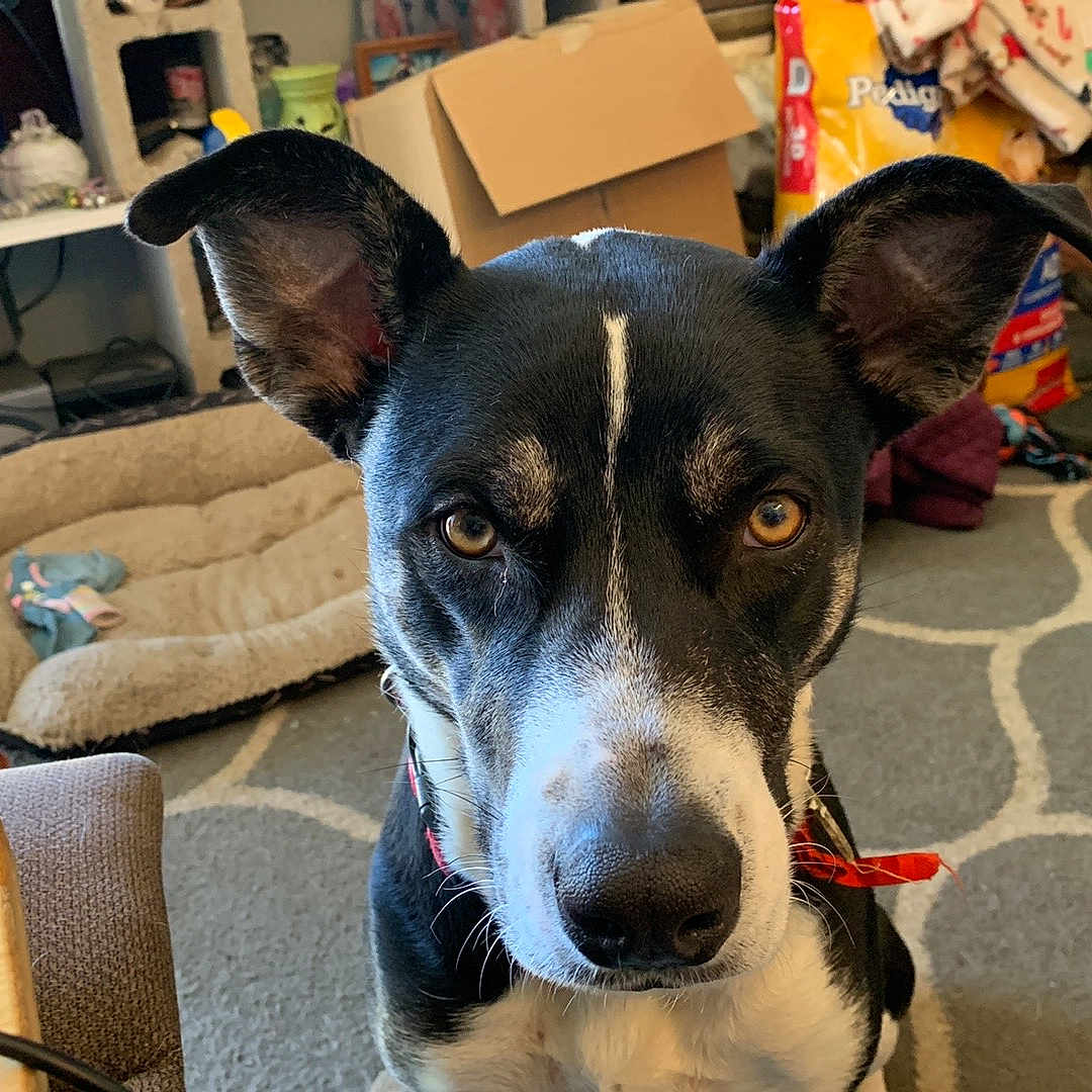 Daisy Joy