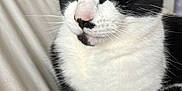 Patches joined the competition — help win amazing prizes! cat, black_and_white, feline, pet, animal, indoor, relaxed, closeup, whiskers, ears, paws, fur, green_eyes, domestic_cat, cute, portrait, sitting, cozy, home, resting
