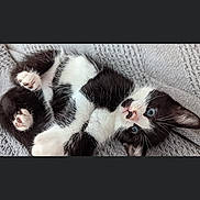 Patches is registered to the contest to win money with this photo: kitten, black_and_white, cat, pet, cute, feline, lying_down, blue_eyes, whiskers, paws, fur, knitted_blanket, cozy, indoor, small_animal, playful, young, resting, adorable, animal