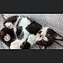 kitten, black_and_white, cat, pet, cute, feline, lying_down, blue_eyes, whiskers, paws, fur, knitted_blanket, cozy, indoor, small_animal, playful, young, resting, adorable, animal