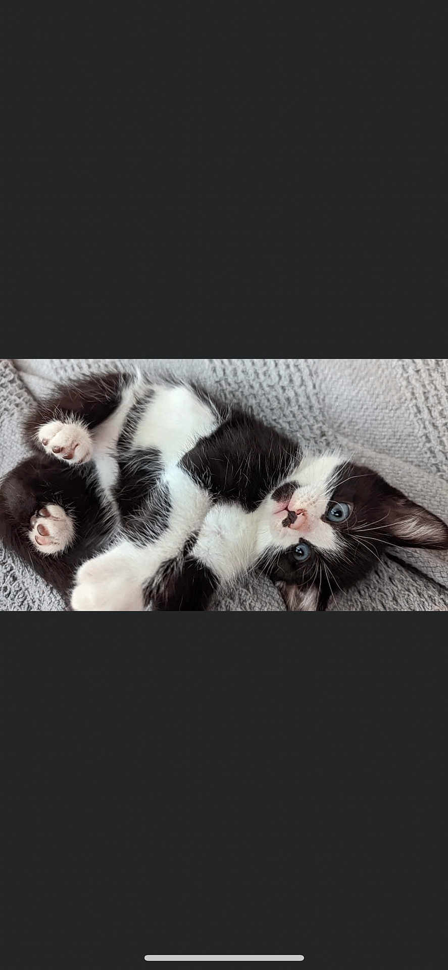 Patches is registered to the contest to win money with this photo: kitten, black_and_white, cat, pet, cute, feline, lying_down, blue_eyes, whiskers, paws, fur, knitted_blanket, cozy, indoor, small_animal, playful, young, resting, adorable, animal