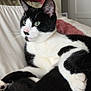 Patches joined the competition — help win amazing prizes! cat, black_and_white, pet, feline, indoor, bed, bedding, pillow, resting, animal, whiskers, fur, ears, eyes, comfort, relaxation, domestic, cute, portrait, closeup