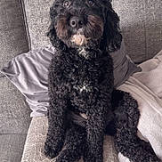 Luna joined the competition — help win amazing prizes! dog, black_dog, curly_fur, pet, sitting, couch, pillow, blanket, indoor, cute, furry, looking_up, cozy, animal, companion, home, relaxing, domestic, curious, snout