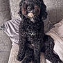 dog, black_dog, curly_fur, pet, sitting, couch, pillow, blanket, indoor, cute, furry, looking_up, cozy, animal, companion, home, relaxing, domestic, curious, snout