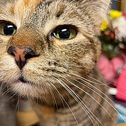 Kiska is registered to the contest to win money with this photo: animal, blurred_background, cat, close_up, curious, cute, domestic_cat, face, feline, fur, green_eyes, household, indoor, looking, pet, pink_nose, portrait, soft_focus, tabby, whiskers